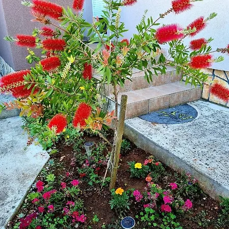 Ema بولا